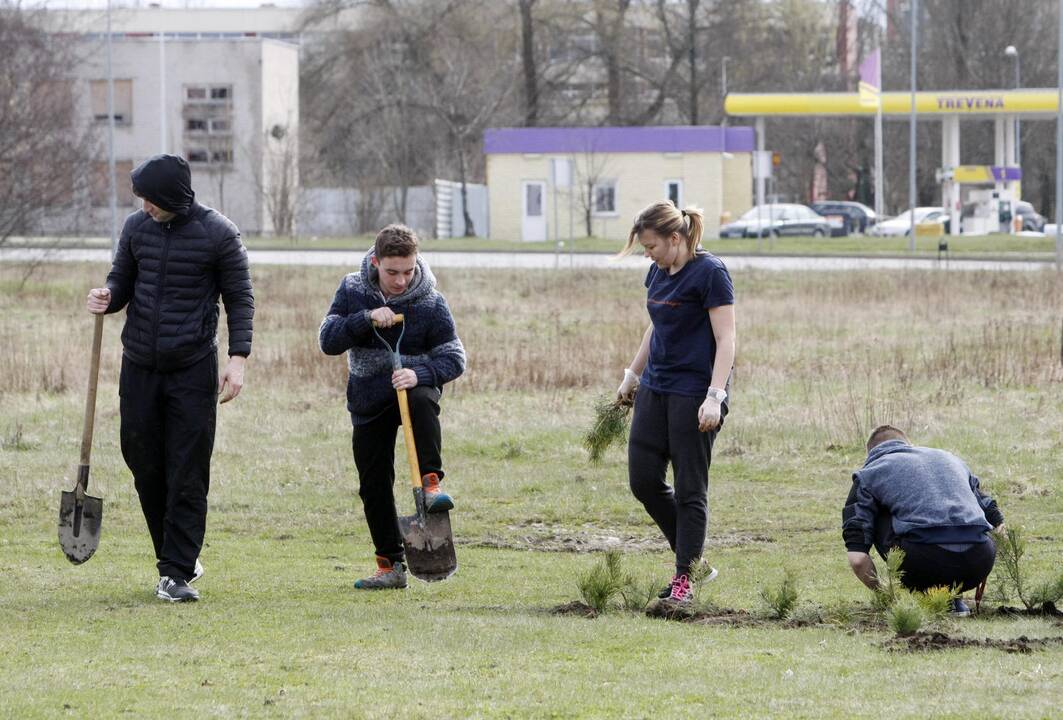 Klaipėdoje sodino pušis iš Neringos