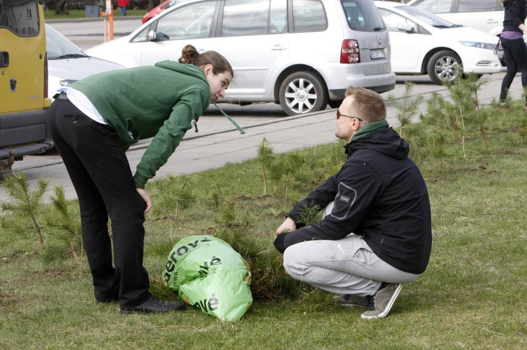 Klaipėdoje sodino pušis iš Neringos