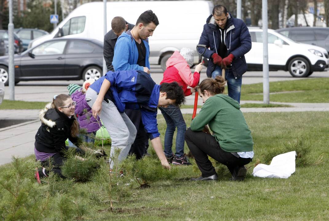 Klaipėdoje sodino pušis iš Neringos