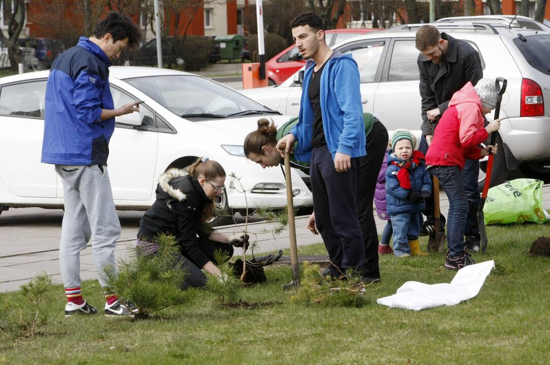 Klaipėdoje sodino pušis iš Neringos