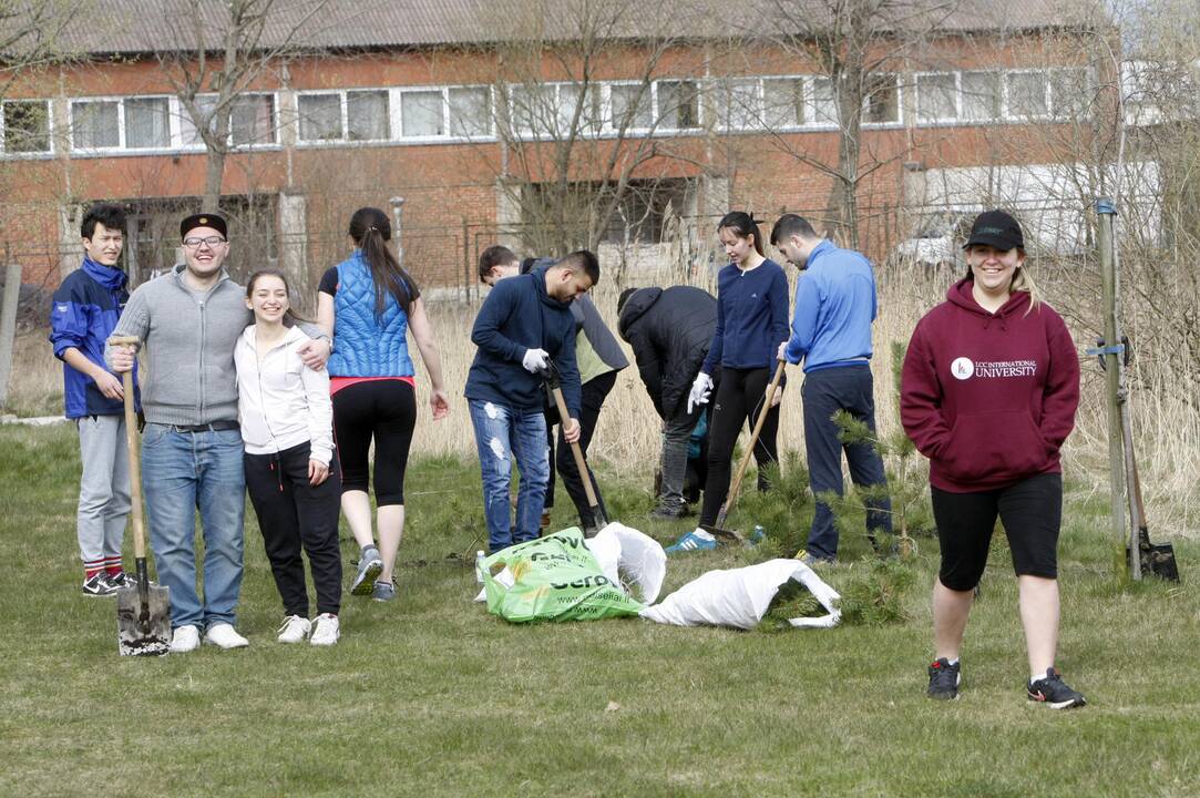 Klaipėdoje sodino pušis iš Neringos