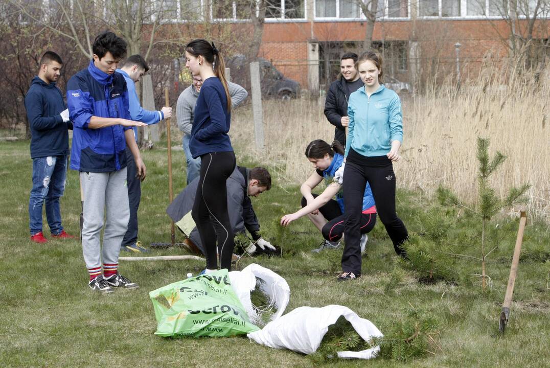 Klaipėdoje sodino pušis iš Neringos