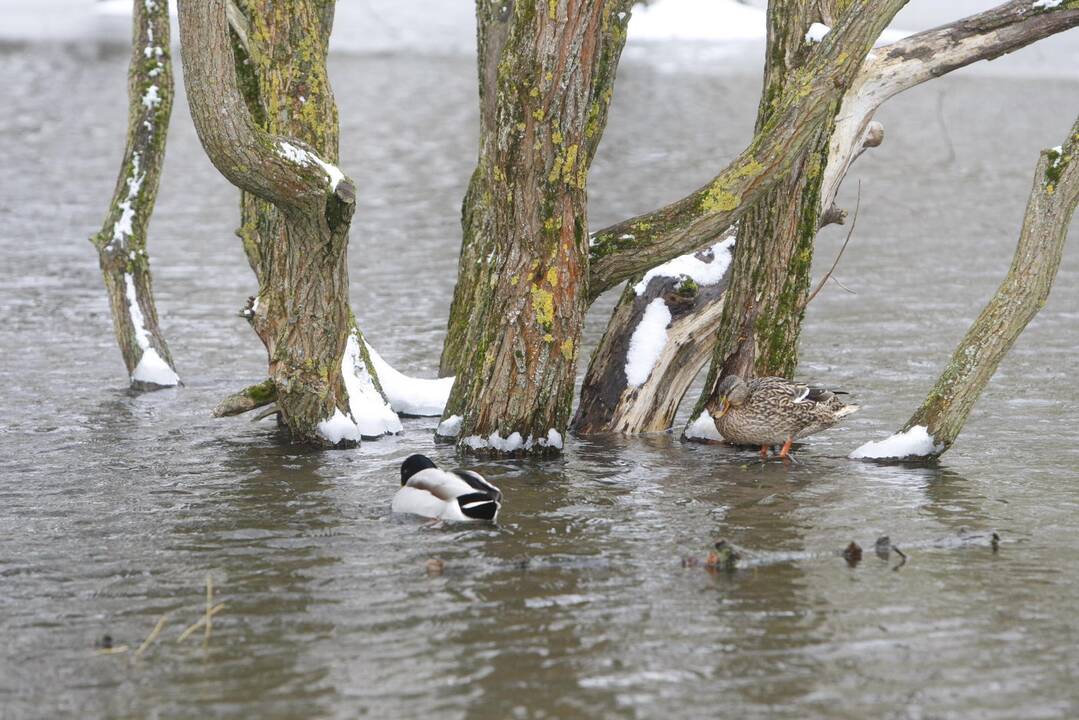 Ieškoti sliekų - į parką