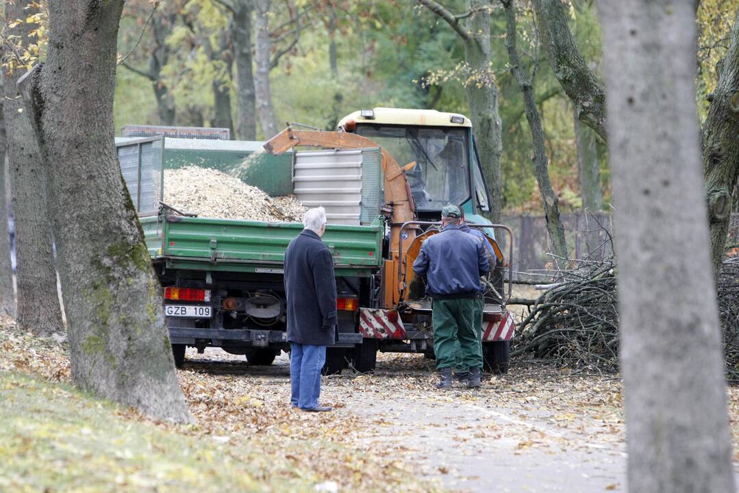 Medžių genėjimas Kretingos gatvėje