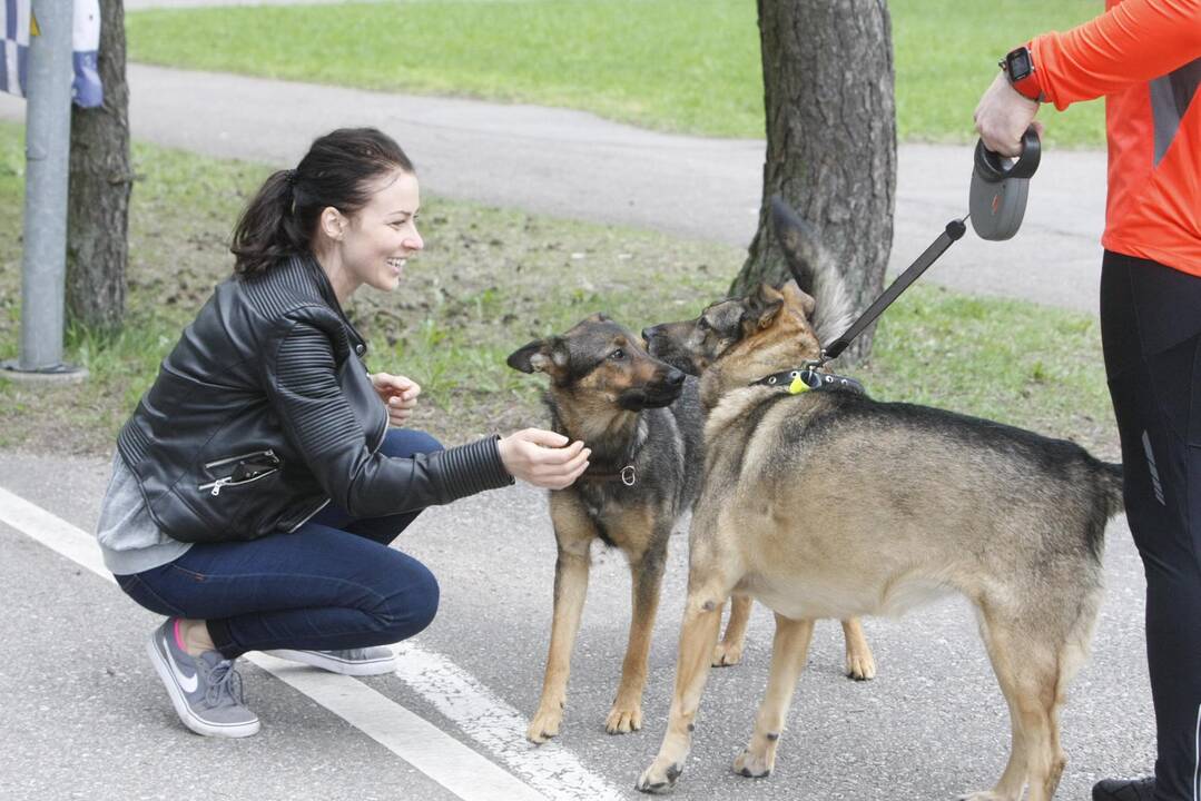 Šuniukų bėgimas Klaipėdoje