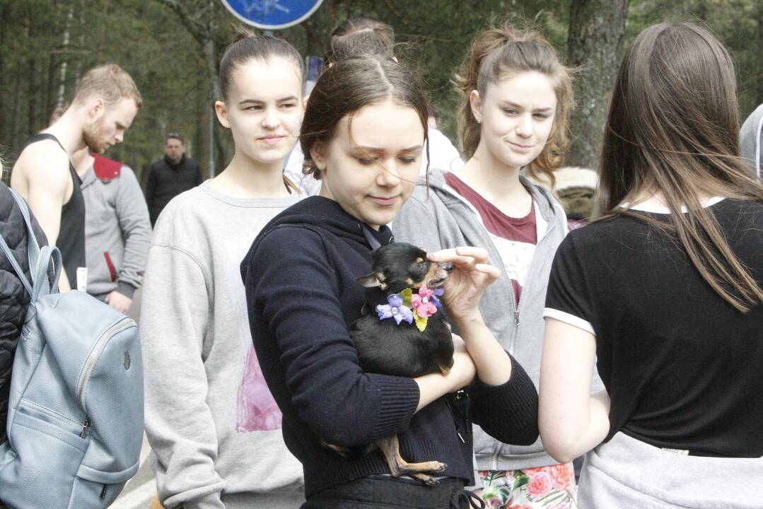 Šuniukų bėgimas Klaipėdoje
