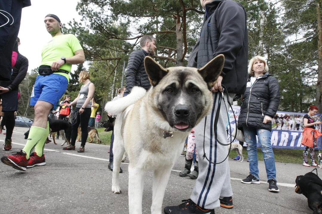 Šuniukų bėgimas Klaipėdoje