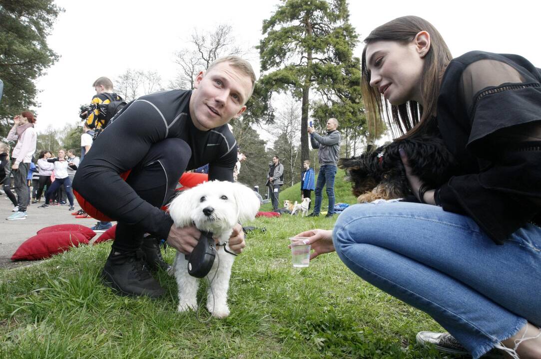 Šuniukų bėgimas Klaipėdoje