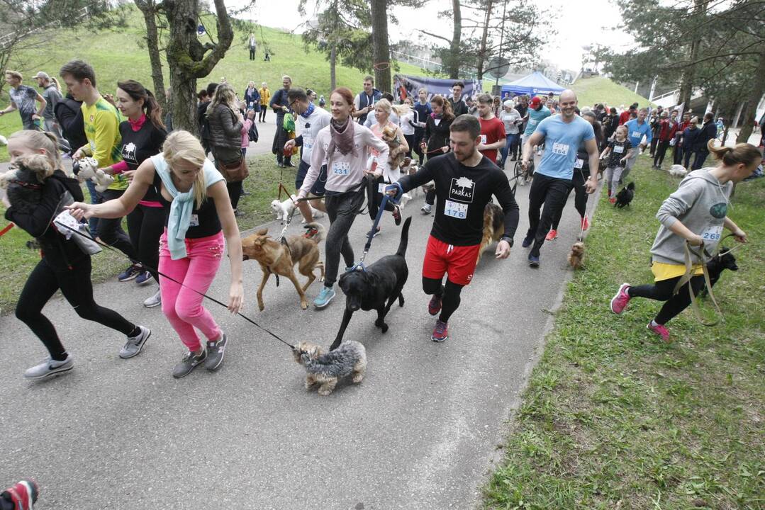 Šuniukų bėgimas Klaipėdoje