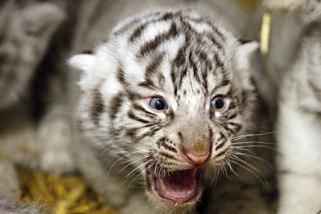 Klaipėdos zoologijos sode gimė baltosios tigriukės