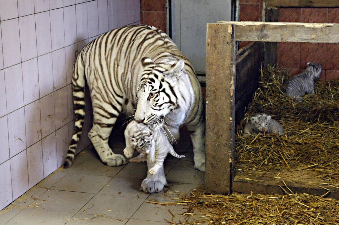 Klaipėdos zoologijos sode gimė baltosios tigriukės