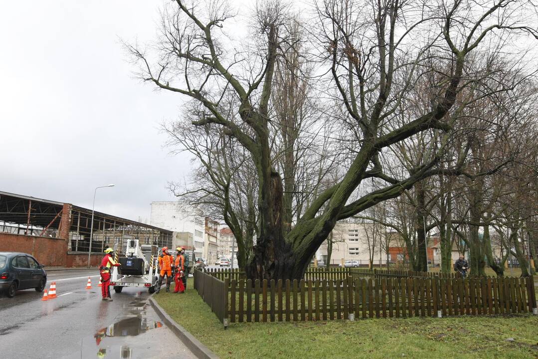 Gelbėja storąją liepą