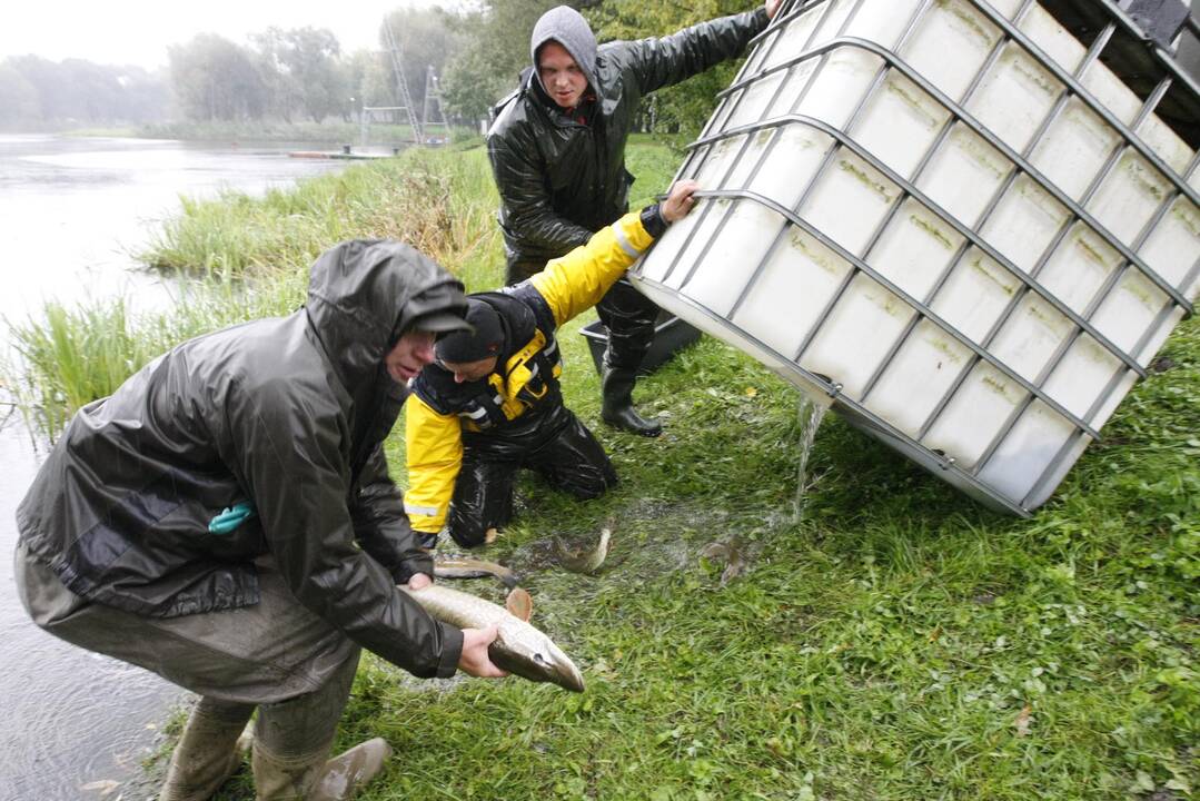 Laukžemių ežero žuvis perkėlė į Trinyčių tvenkinį