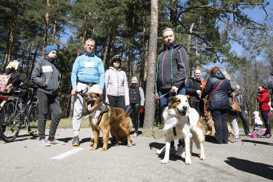 Šunų ir jų augintojų bėgimas Klaipėdoje 