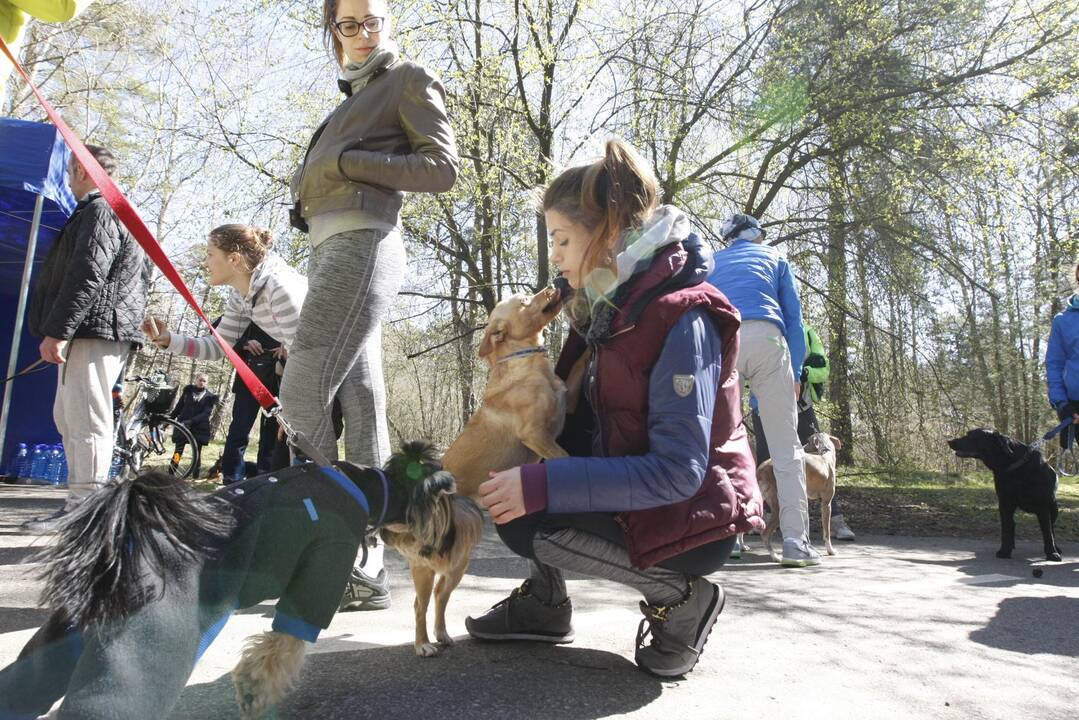 Šunų ir jų augintojų bėgimas Klaipėdoje 