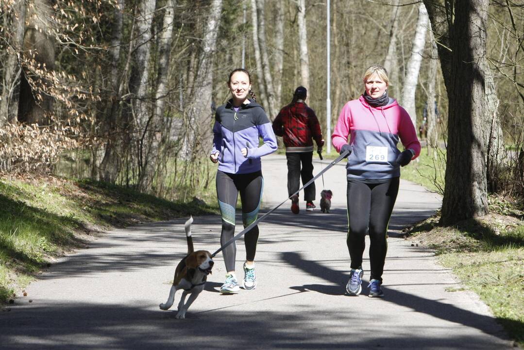 Šunų ir jų augintojų bėgimas Klaipėdoje 
