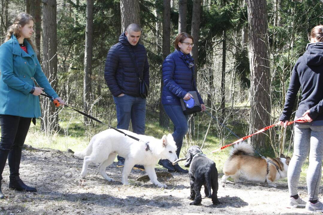 Šunų ir jų augintojų bėgimas Klaipėdoje 