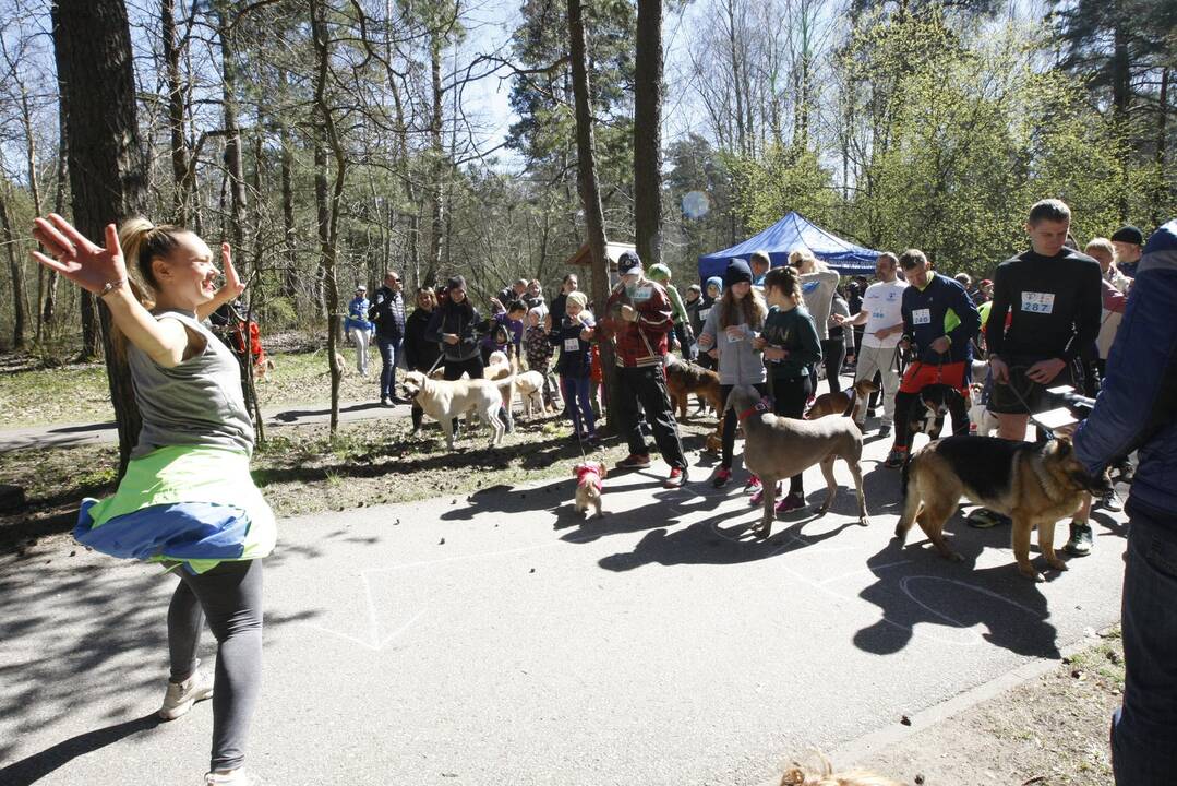 Šunų ir jų augintojų bėgimas Klaipėdoje 