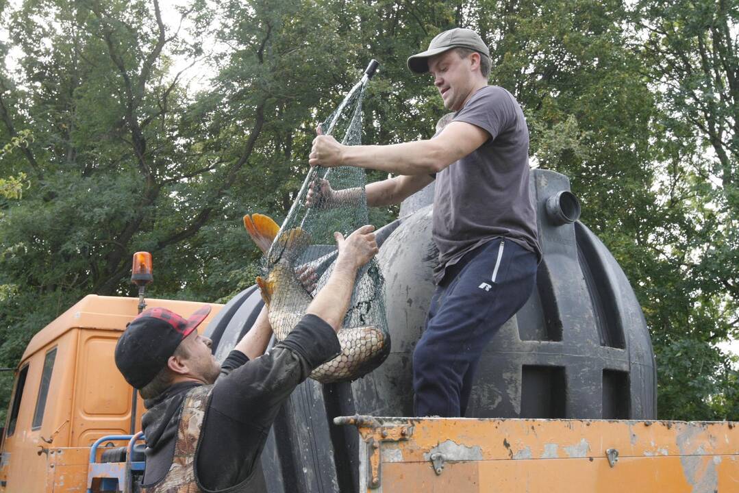 Trinyčiuose apgyvendintas žmogaus dydžio šamas