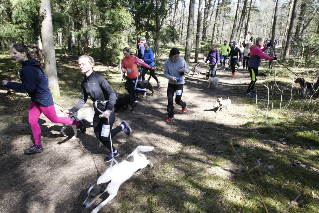 Šunų ir jų augintojų bėgimas Klaipėdoje 