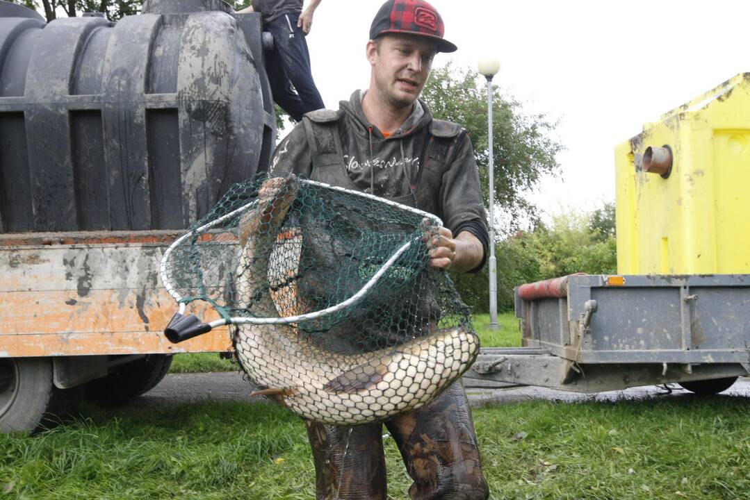 Trinyčiuose apgyvendintas žmogaus dydžio šamas