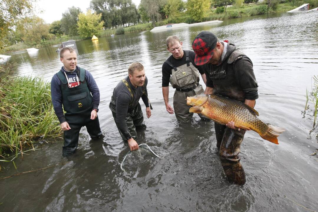 Trinyčiuose apgyvendintas žmogaus dydžio šamas