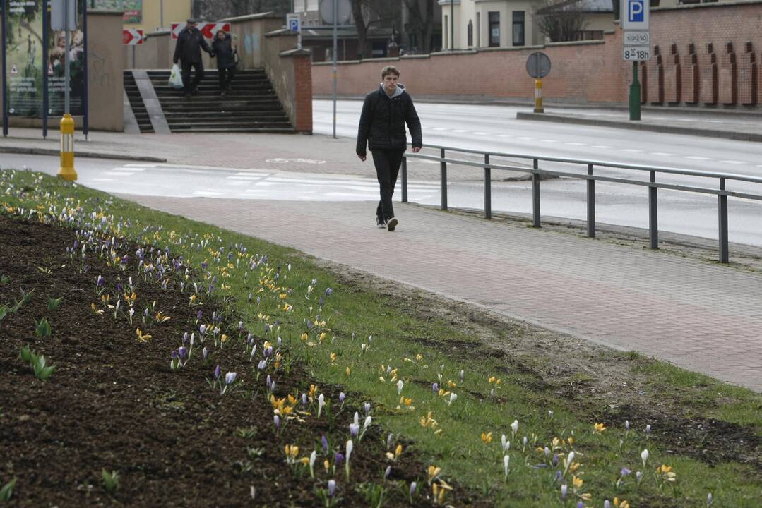 Uostamiesčiui – gėlių žiedai