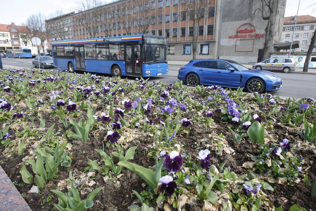 Uostamiesčiui – gėlių žiedai