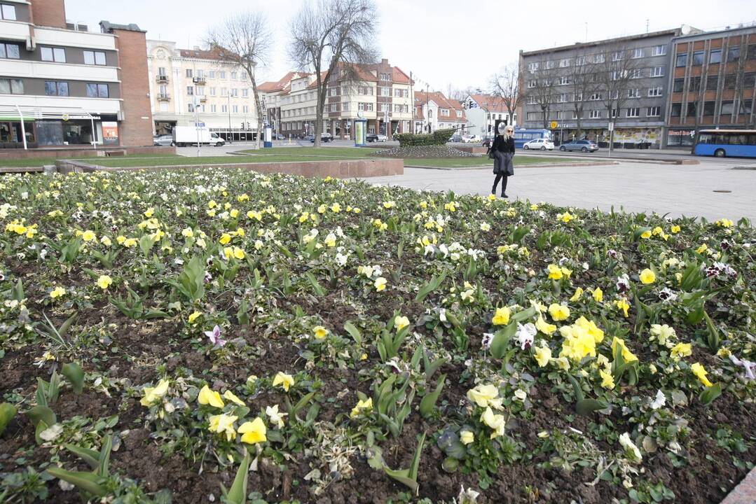 Uostamiesčiui – gėlių žiedai