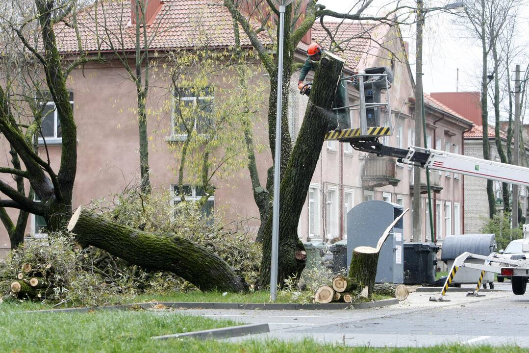 Per plauką nuo nelaimės: virsdamas medis vos nesužalojo klaipėdiečių