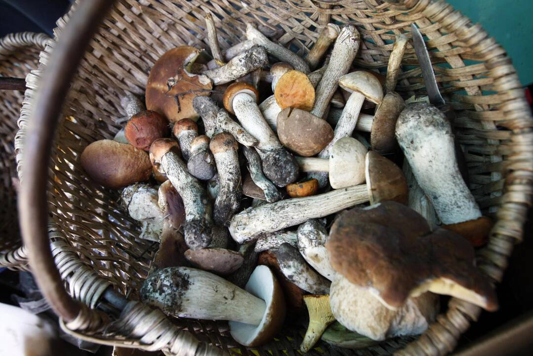 Dėl sukirmijusių grybų – nusivylimas