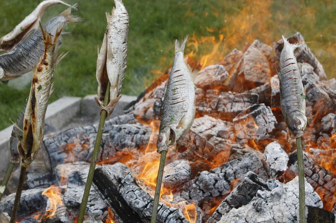 Žiobrinių šventė Nidoje