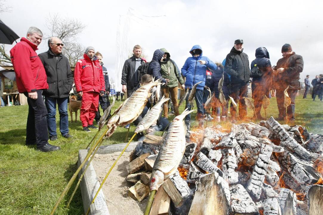 Žiobrinių šventė Nidoje