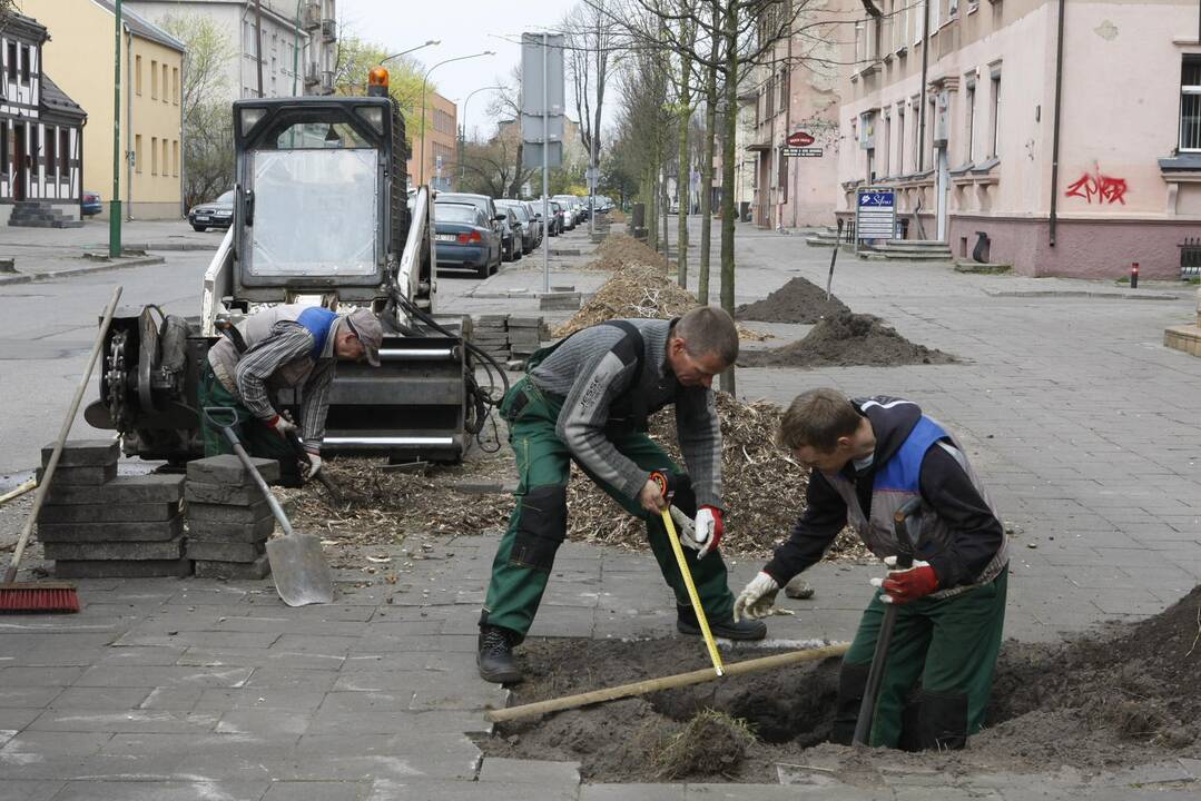 Medžių sodinimas