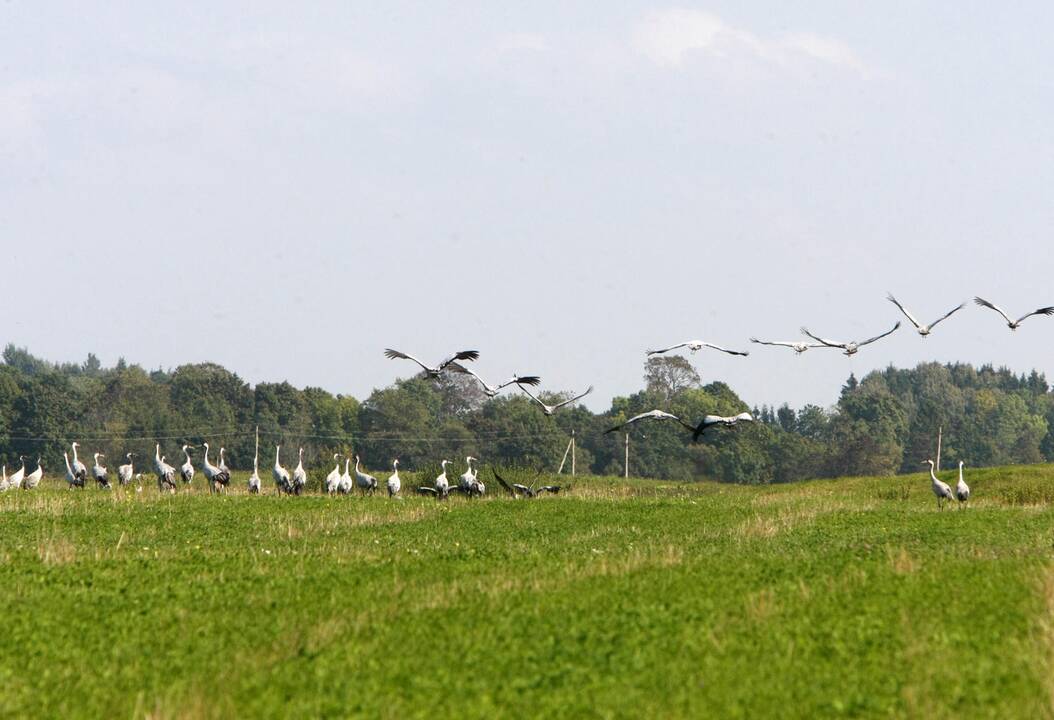 Gervės pakėlė sparnus