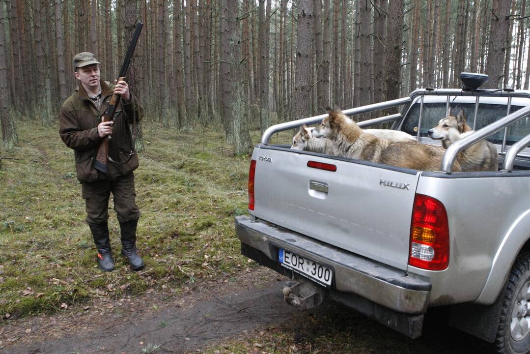 Šernų medžioklė prie Klaipėdos