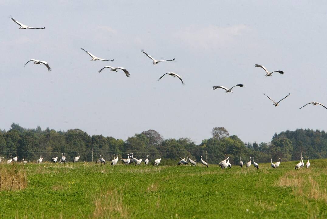 Gervės pakėlė sparnus