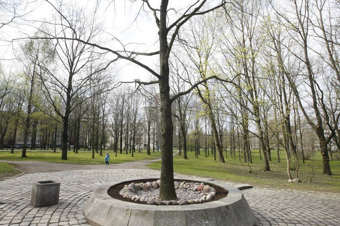 Kuriama Ąžuolyno giraitės ateities vizija