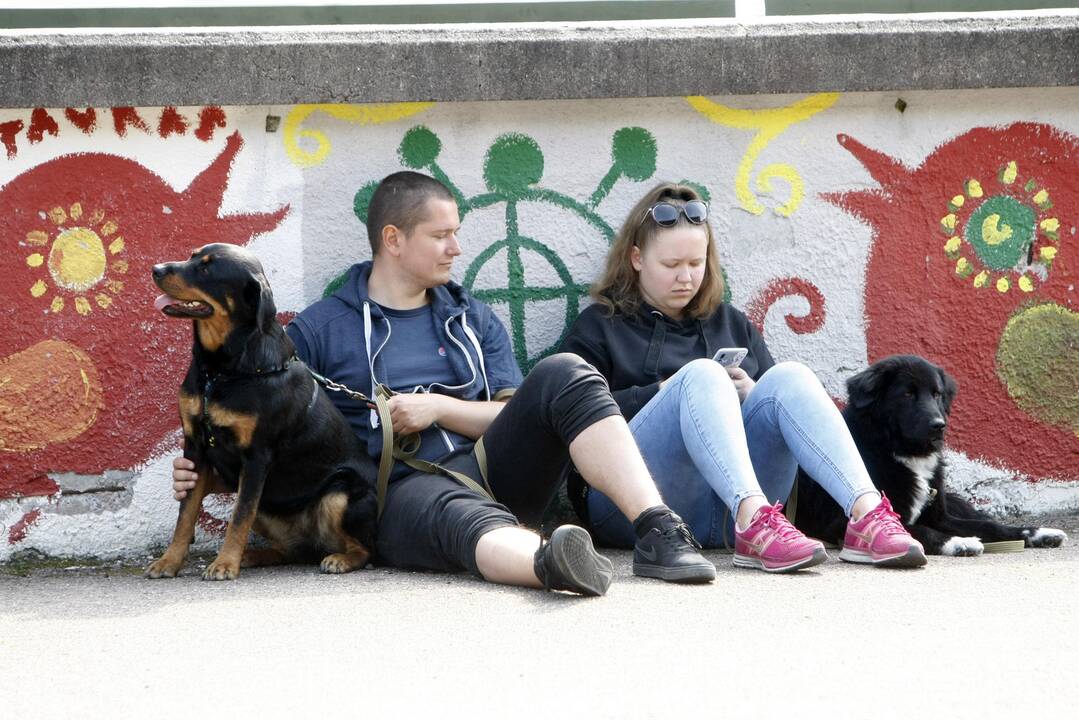 Šuniukų bėgimas
