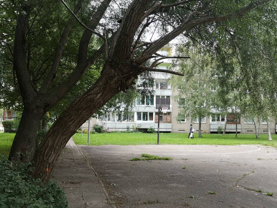 Klaipėdos daugiabučių namų kieme pavojus dėl medžių: žmonės baiminasi nelaimių