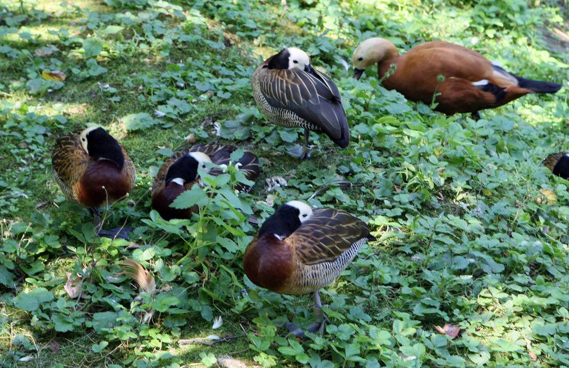 Zoologijos sodas prieš rekonstrukciją.