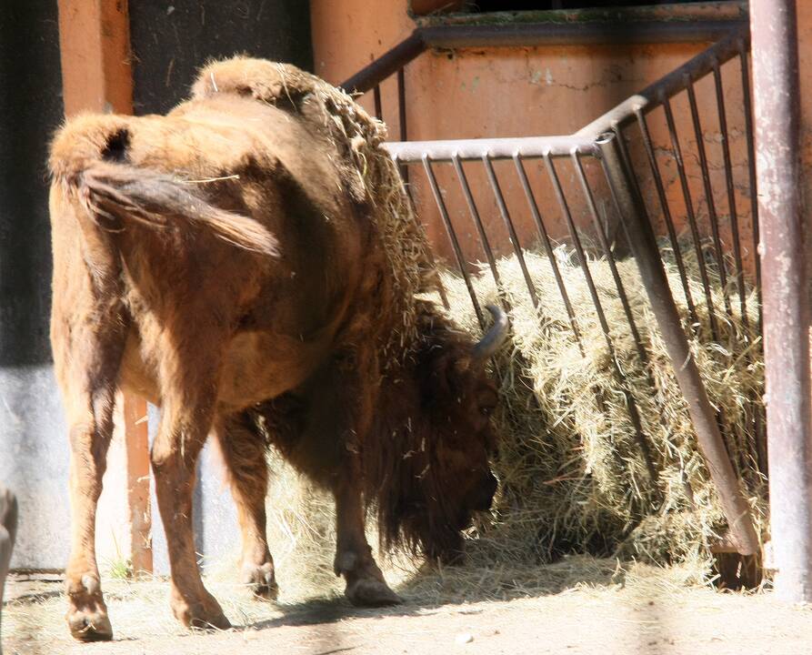 Zoologijos sodas prieš rekonstrukciją.