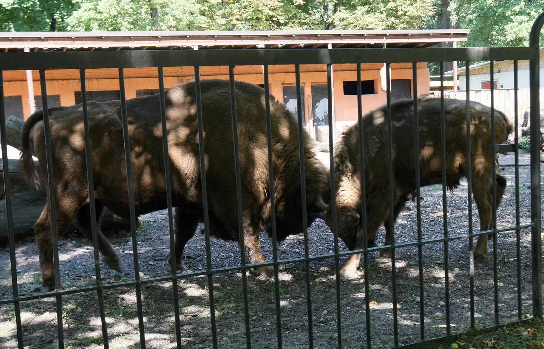 Zoologijos sodas prieš rekonstrukciją.