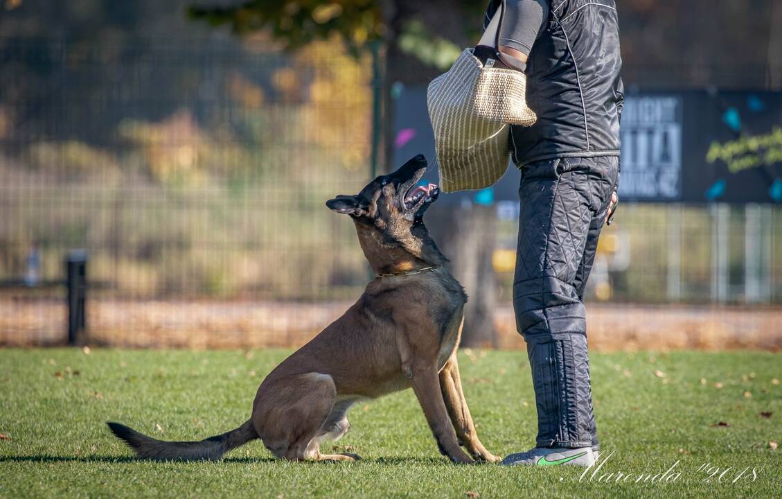 Talentingas: P.Kaupelis dresūros aikštelėje sutinka įvairiausių šunų, tačiau Brasą giria kaip išskirtinį. 