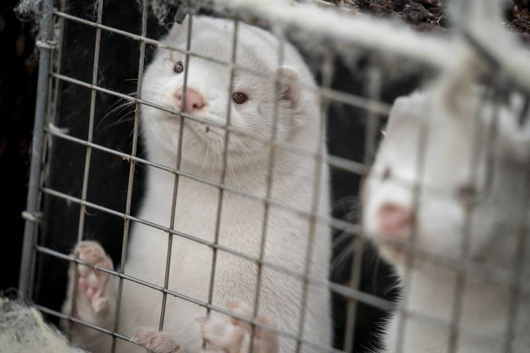 Latvija, dėl koronaviruso grėsmės, uždraudė audinių ir jų kailių importą