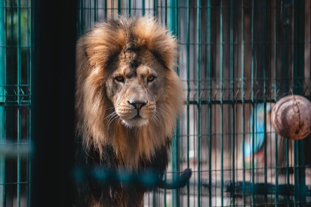 Liūtų diena zoologijos sode