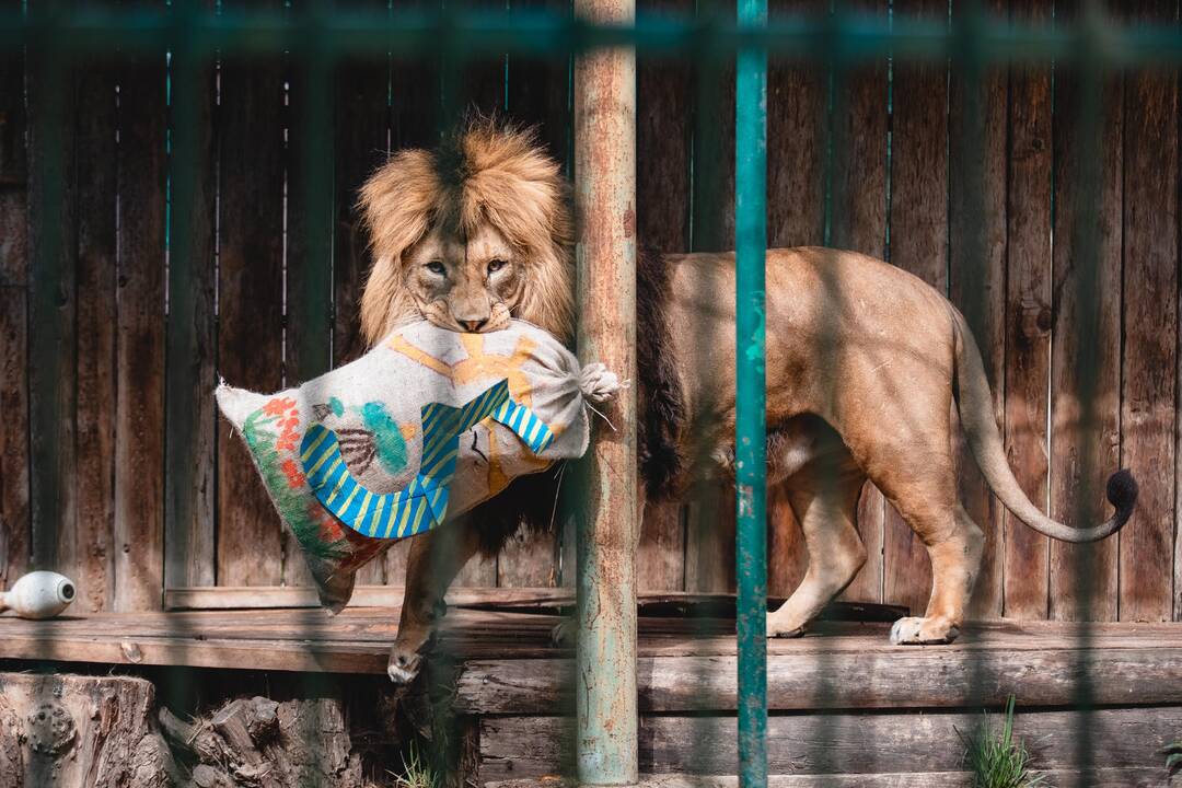 Liūtų diena zoologijos sode