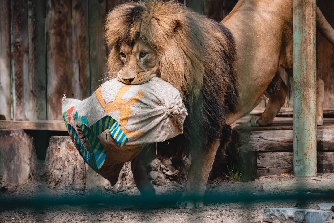 Liūtų diena zoologijos sode