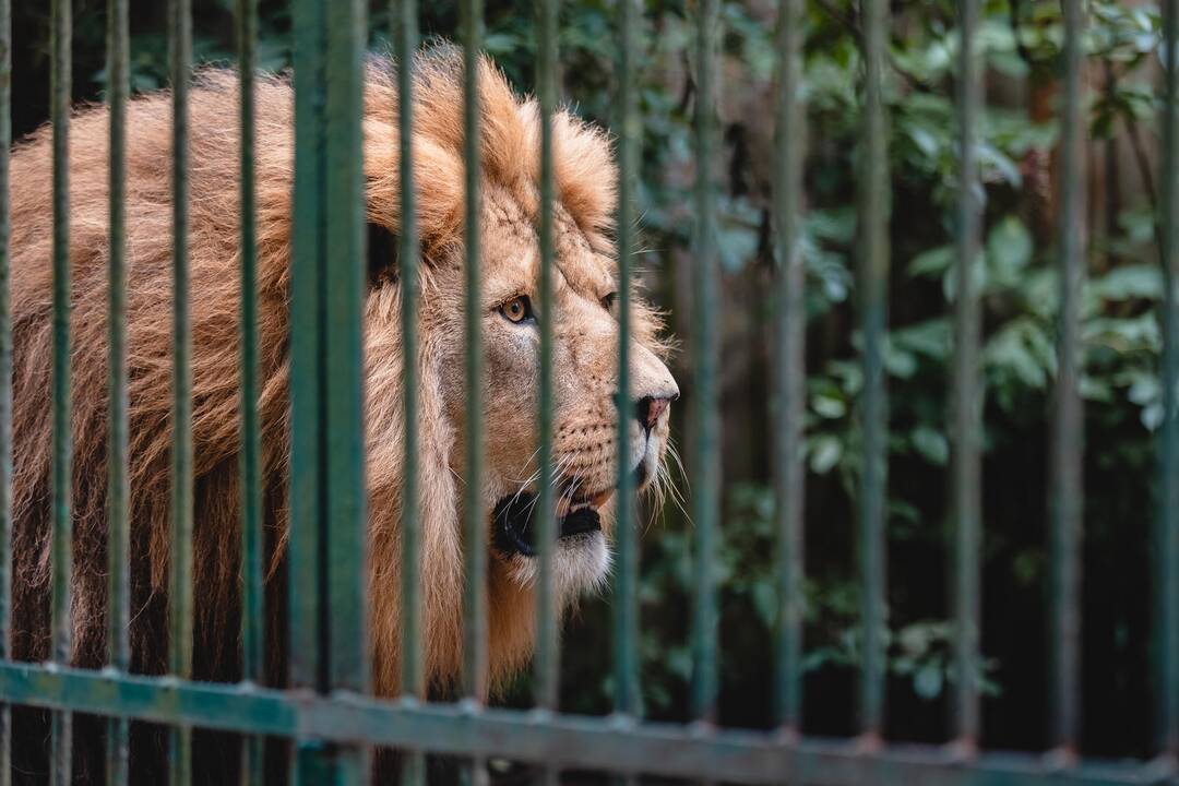 Liūtų diena zoologijos sode