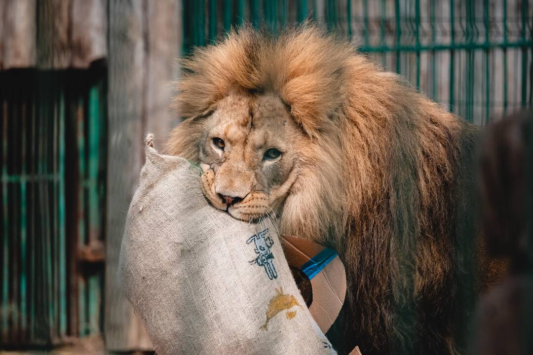 Liūtų diena zoologijos sode